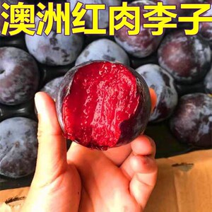 新品种澳洲特大红肉蜜李早熟李子苗嫁接李子树南北方种植当年结果