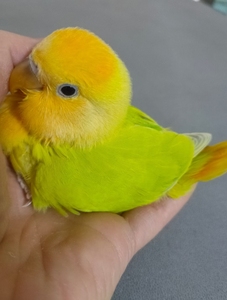 手养金头澳桂闪,红头澳桂闪鹦鹉,手养鸟,训鸟技能