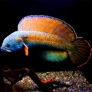 005人付款淘宝黄金眼镜蛇雷龙鱼 巴卡幻蓝幻彩红宝石