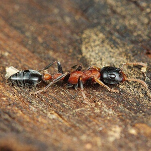 红黑细长蚁国产子弹蚁蚂蚁群落帝国小宠物学生礼物蚂蚁活体包邮