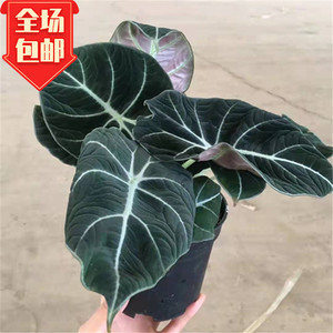 孔雀竹羽翠叶竹芋天鹅绒红美丽竹芋室内植物观叶盆栽绿植耐阴包邮