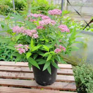 菱叶绣线菊 黄金喷泉花苗花园庭院花镜植物盆栽耐寒好养 包邮包活
