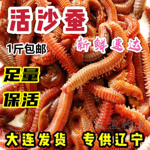 海沙蚕活饵包邮