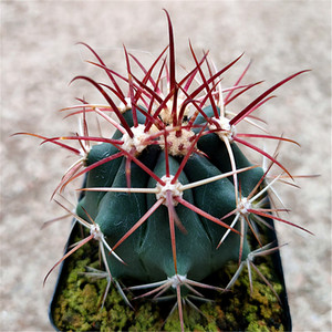 多肉植物实生仙人球神仙玉仙人球神仙富贵玉红硬刺美观易养绿植