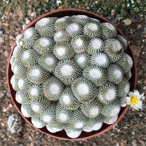 呆萌绿植 松露玉无刺开花仙人球室内防辐射趣味美观易养绿植盆栽