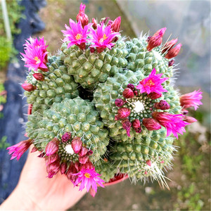 多肉植物开花仙人球白珠 无刺白珠丸 办公室内吸甲醛美观绿植盆栽