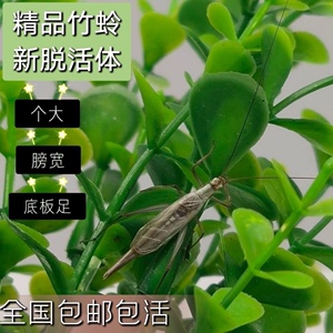 螽庆鸣虫 紫竹蛉青竹蛉紫腹青竹蛉