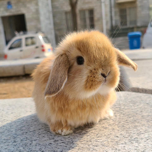 进口基因纯种荷兰短毛垂耳兔迷你长不大兔子活体宠物兔宝