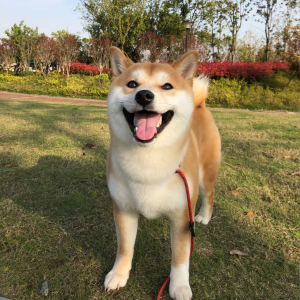 柴犬幼犬纯种小柴犬幼崽宠物狗狗活体日本豆柴黑柴犬狗秋田犬活物