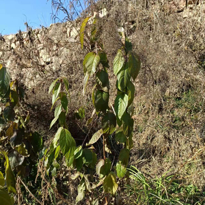 淘然农场原生野生杜仲树苗1棵拍2棵包邮