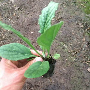 非洲菊盆栽红花黑心小苗花篮装饰用花苗四季花卉室内阳台垂直绿化