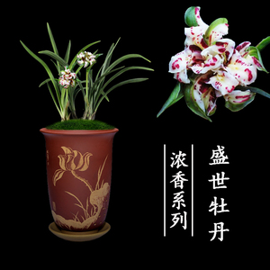 兰花盆栽植物室内客厅春兰盛世牡丹浓香带花苞好养客厅极品兰花苗