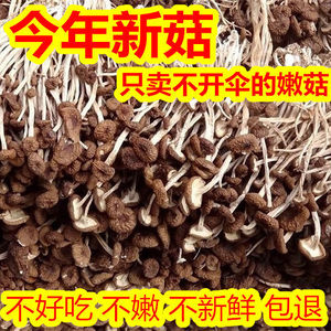 茶树菇干货500克新货珍珠菇特级农家无硫香菇不开伞干茶树菌商用