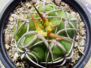 五棱海王实生仙人球海王丸高木海王日本输入特选强刺进口多肉植物