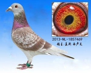 比利时 欧洲原环种鸽 信鸽原环种鸽