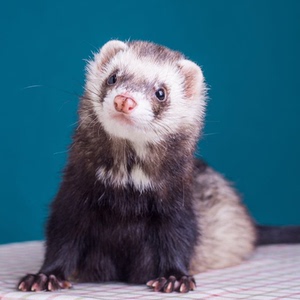 定金专拍--安哥鲁宠物貂雪貂活物雪貂幼崽安格鲁貂小型好养小动物