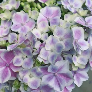 屿植园艺 舞会旋律进口大花绣球盆栽阳台庭院易养耐寒