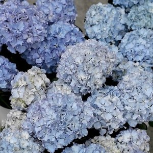 屿植园艺 孔雀舞莱昂进口大花绣球盆栽阳台庭院易养耐寒