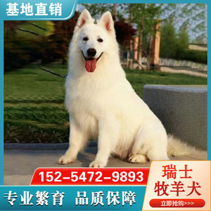 纯种瑞士牧羊犬活体狼狗白德牧幼犬大型护卫犬血统白色牧羊犬养殖