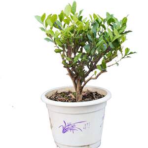 绿茶绿茶盆景1到6年日照苗各品种茶树苗北方种植茶叶苗苗绿化茶树