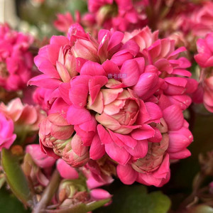 进口长寿花唐卡吉他浓情超级玛丽重瓣大花窗台阳台客厅净化空气花