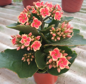 单瓣长寿花进口长寿花凤尾长寿花带花带苞发货红岩叮粉岩叮单孔雀