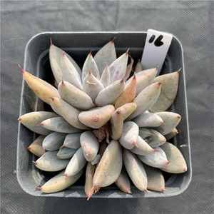 杜丽万杂杜里万杂多肉植物单头群一物一拍暗纹实物实拍萌萌园艺