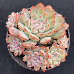 血姬莲多肉植物