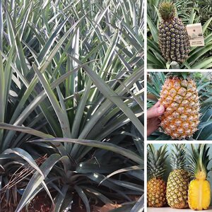 果树凤梨苗当年结果地菠萝苗凤梨四季金钻凤梨台湾海南金钻凤梨苗