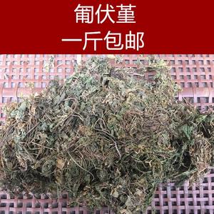 中药材匍伏堇 附脓白 抽脓白 秋脓白 秋浓白 黄瓜香500克包邮