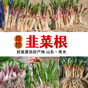 山东红根韭菜根非菜苗蔬菜室内盆栽植物阳台种菜院里栽种蔬菜苗