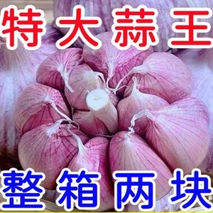 【带头降价】山东紫皮大蒜头整箱新干蒜蒜头紫白皮新鲜大蒜头批发