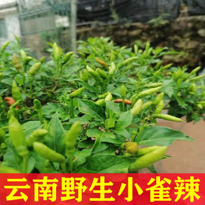 云南普洱黎明 新鲜野生小雀辣椒原汁原味辣个头小滴食用500g 包邮