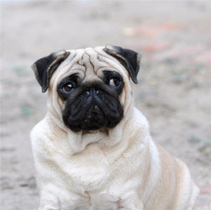 广州家养赛级纯种鹰版巴哥幼犬活体中小型家养宠物短毛哈巴狗幼崽