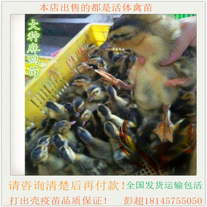 大青头鸭