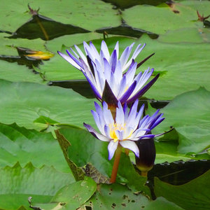黑美人睡莲小叶鱼池水生植物水培碗莲苗荷花盆栽水养睡莲种根花苗
