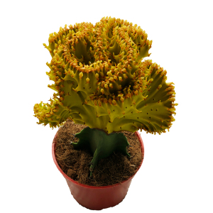 彩色金麒麟盆栽 仙人球 玉麒麟花卉 金丝猴 五指山室内花