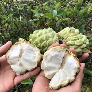释迦果种子云南海南台湾凤梨牛奶牛心番荔枝刺果籽种孑