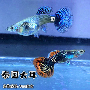 泰国大耳孔雀鱼 孕母临产 特大 免邮 小鱼苗纯种孕母饲料热带鱼孔