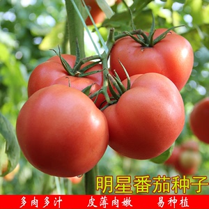 明星大番茄种子红果大西红柿春季秋季播高产盆栽蔬菜种孑农家种