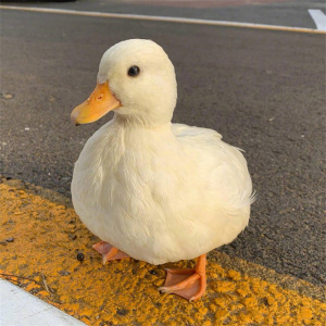 网红鸭子柯尔鸭子活体科尔鸭幼仔宠物鸭蛋孵化受精蛋可孵化柯达鸭