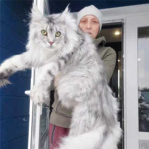 俄罗斯巨型缅因猫烟灰色银虎斑棕虎斑血统猫舍长毛猫挪威森林幼猫