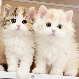 赛尔凯克卷毛猫幼猫不掉毛纯合子长毛猫双血统羊毛卷活体自家猫舍