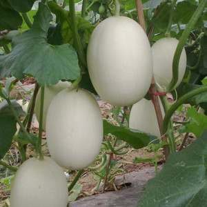 东方蜜瓜种