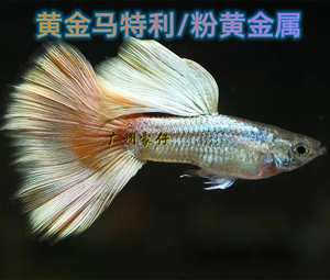 包邮黄金马特利孔雀鱼种鱼精品普通体/缎带/大c观赏鱼白子玛丽力