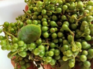 现摘野生新鲜山胡椒泡盐木姜子山苍子木浆子浓香酱料包邮