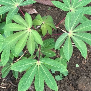 天然新鲜木薯叶现摘500g包邮   树薯叶    南洋木番薯叶子