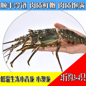 澳洲龙虾青龙仔生冻海鲜水产两斤鲜活冷冻小澳龙特大波龙奥龙冻虾