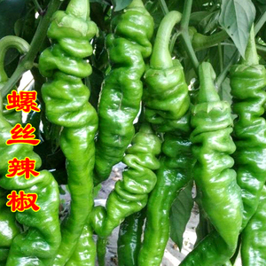 精选螺丝辣椒种子特大隆椒长尖椒籽春秋四季高产大田盆栽蔬菜种孑