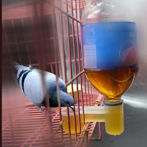 鸽子用品用具水壶双口导水器信鸽用品鸟用鹦鹉自动饮水器喂水饮水